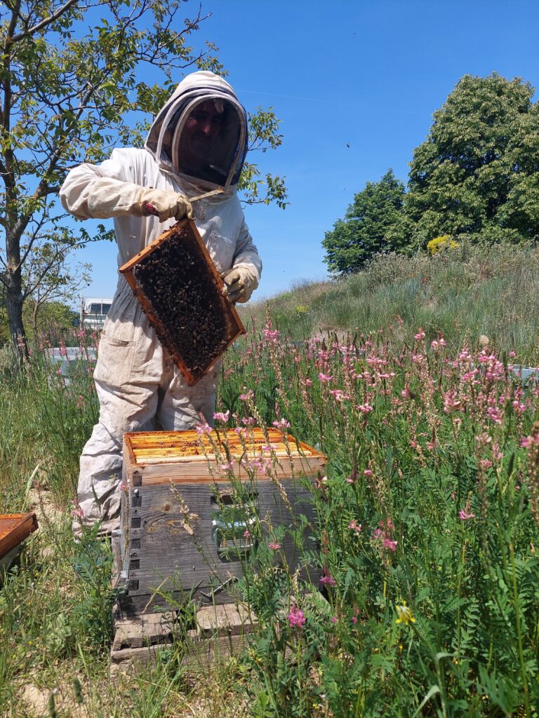 apiculteur récoltant ruchers de trevaresse