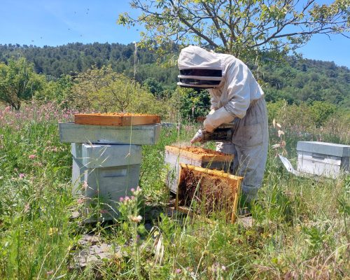 ruchers-trevaresse-apiculteur-bio